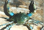 picture of blue crab