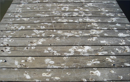 Pier covered with bird droppings
