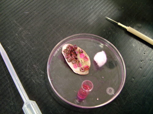 Photo of shell in a petri dish