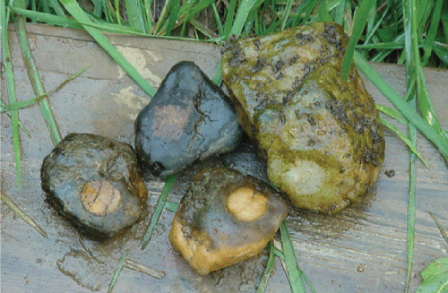 Photo of rocks to be analyzed