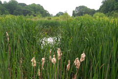 N Pt State Park wetland mitigation