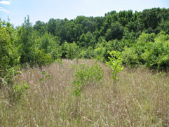 North Point State Park wetland mitigation dry