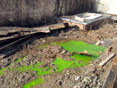 Tracer dye surfacing on ground from a failing septic system.