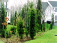 Integrating green space in a residential setting through use of a rain garden.