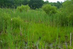 N Pt State Park wetland mitigation