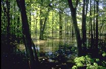 wetland in woods