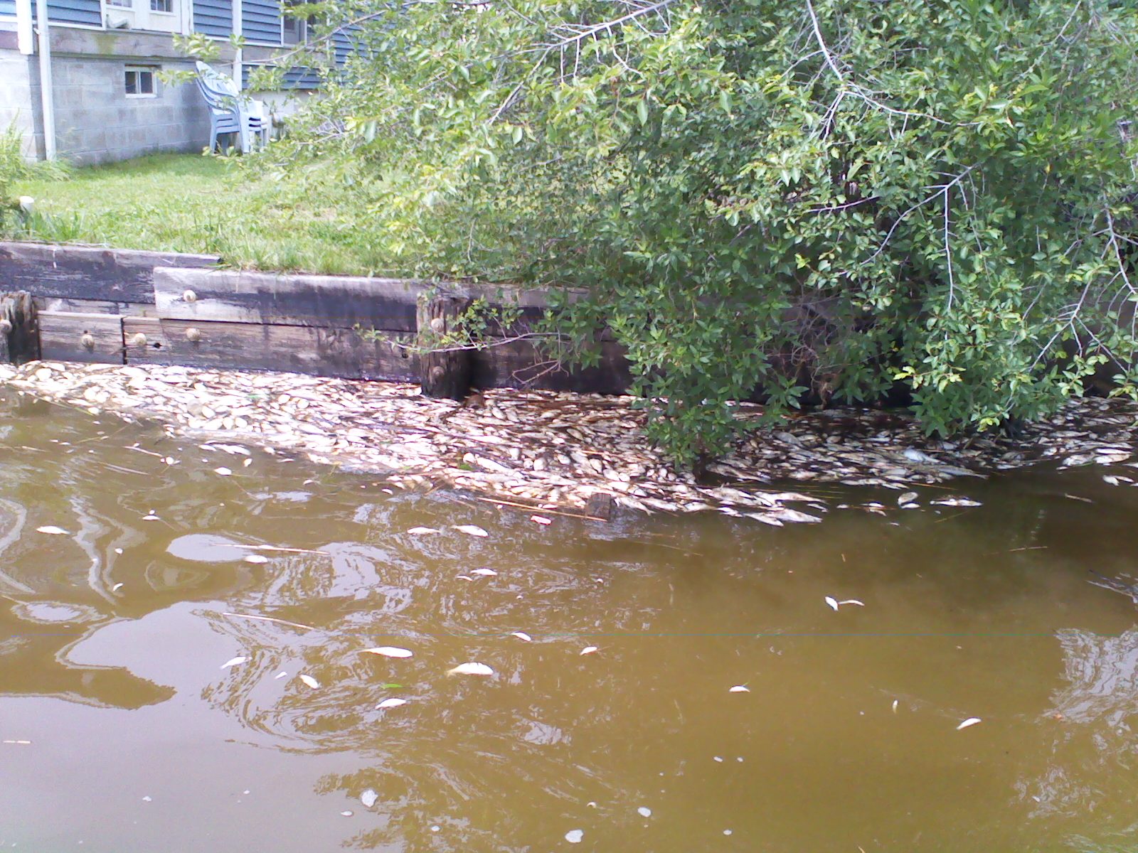 Fish kill in Marley Creek in Anne Arundel County