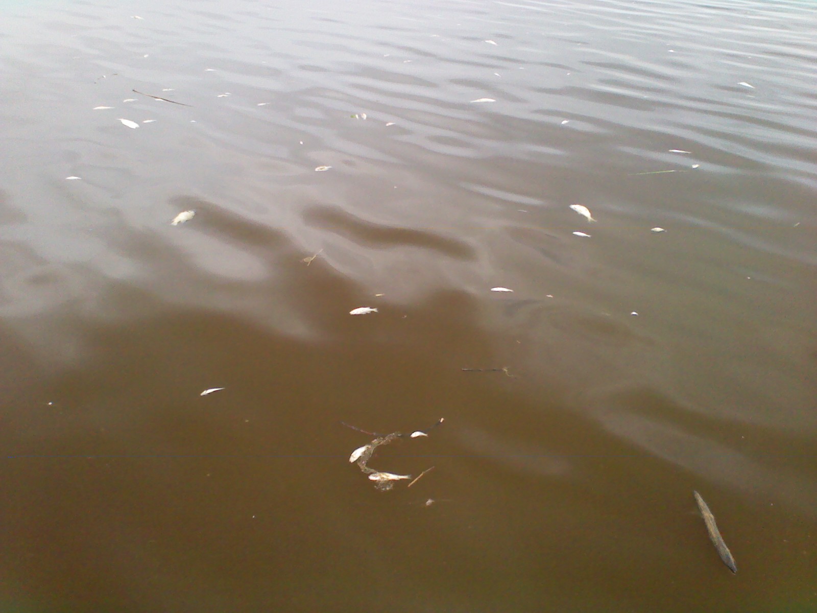 Fish kill in Marley Creek in Anne Arundel County