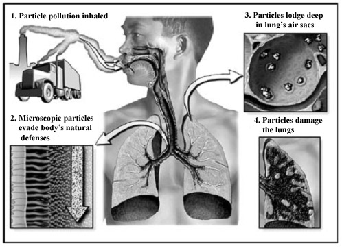 Diagram of Particulate Matter Effects