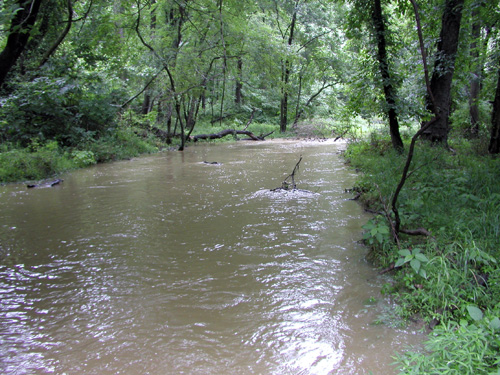 Photo of Corsica River tributary (Mill Stream) high flow