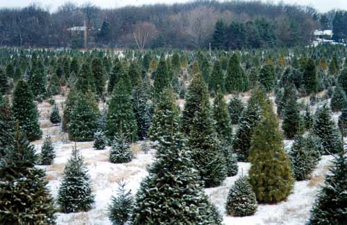 Photo of a Christmas Tree Farm