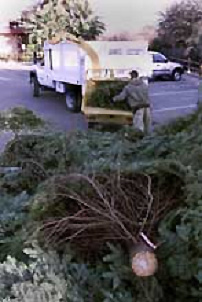 Christmas tree shredding for mulch