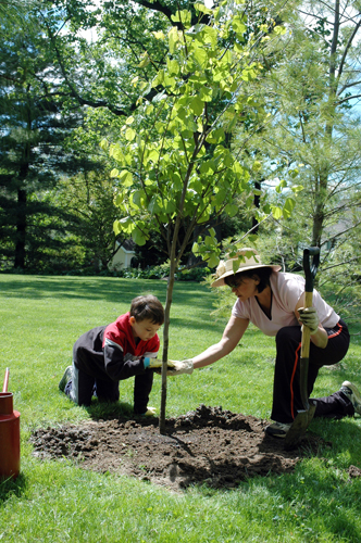 Photo of tree planting