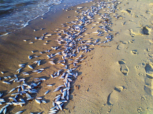 Dead fish, mostly spot, January 3 on the shore of Chesapeake Bay near Northwest Creek, southern Kent Island