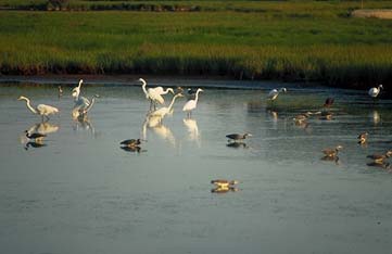 lake with herons
