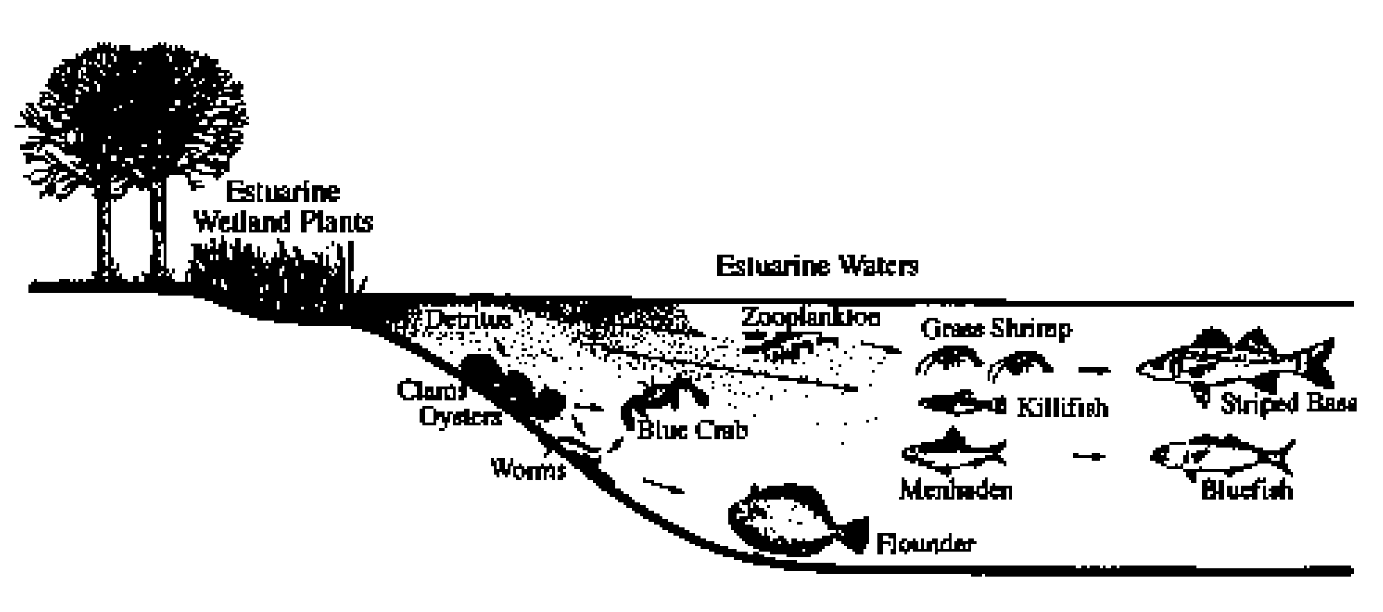 Aquatic Diversity and Habitat