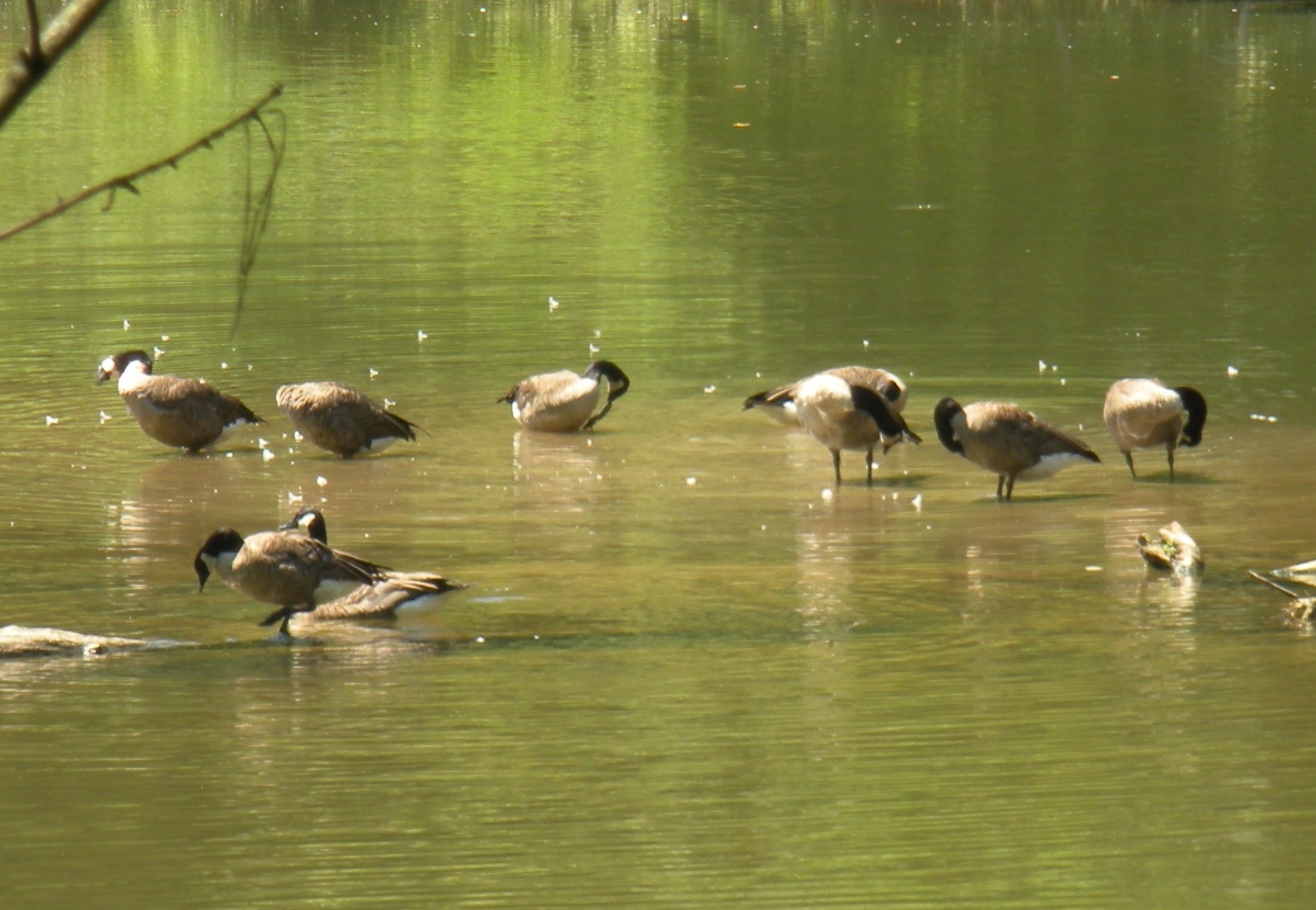 Photo of wading birds