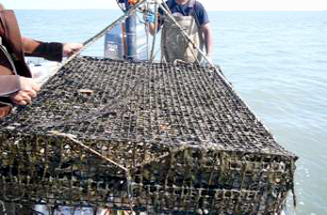 Shellfish Harvesting and Closure Areas