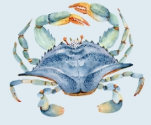 crab 1.png