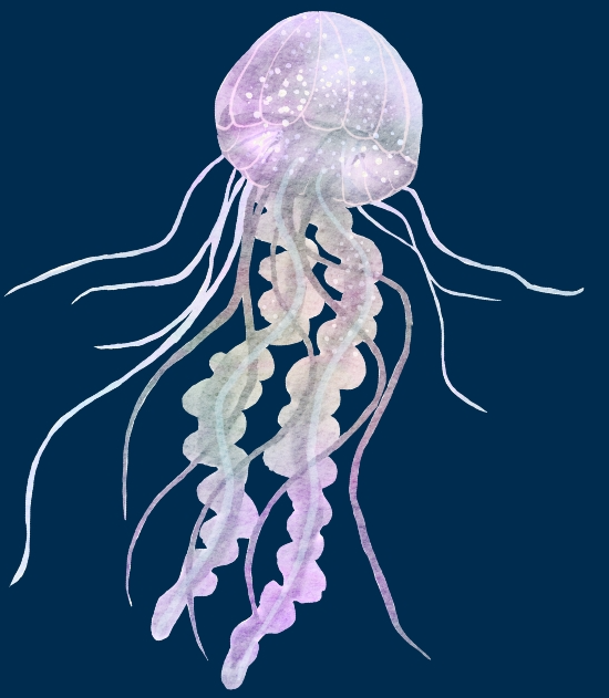 jellyfish 1.png