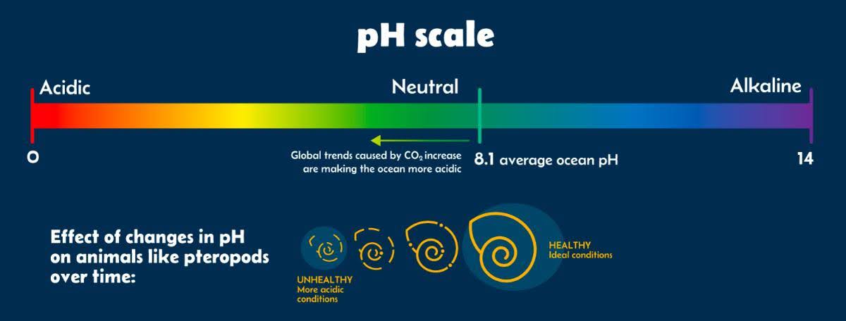 pH Scale Image