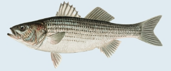 stripped bass 1.png