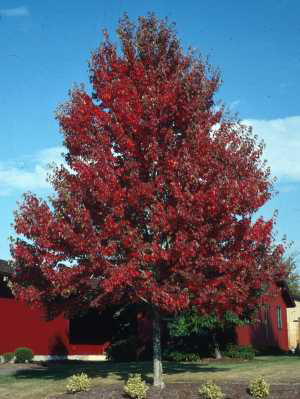Photo of a Maple Tree