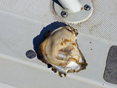 Large oyster on half shell