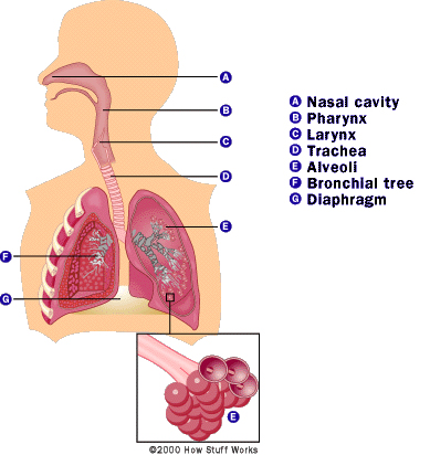 human respiratory system