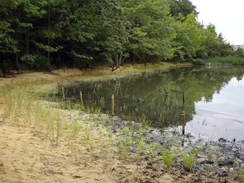 Living shoreline planted at Back Creek Nature Park