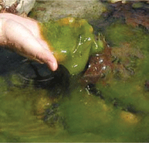 Photo of river algae