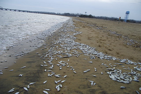 In late December 2010, two million Norfolk Spot (a warm water species) died in Chesapeake Bay due to cold stress.