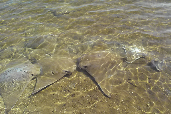In May of 2016, these Cownose Rays were discarded by bow anglers in Smith Creek, Saint Mary’s County.