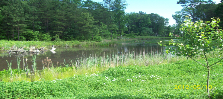 Stormwater Management Using a Wetland