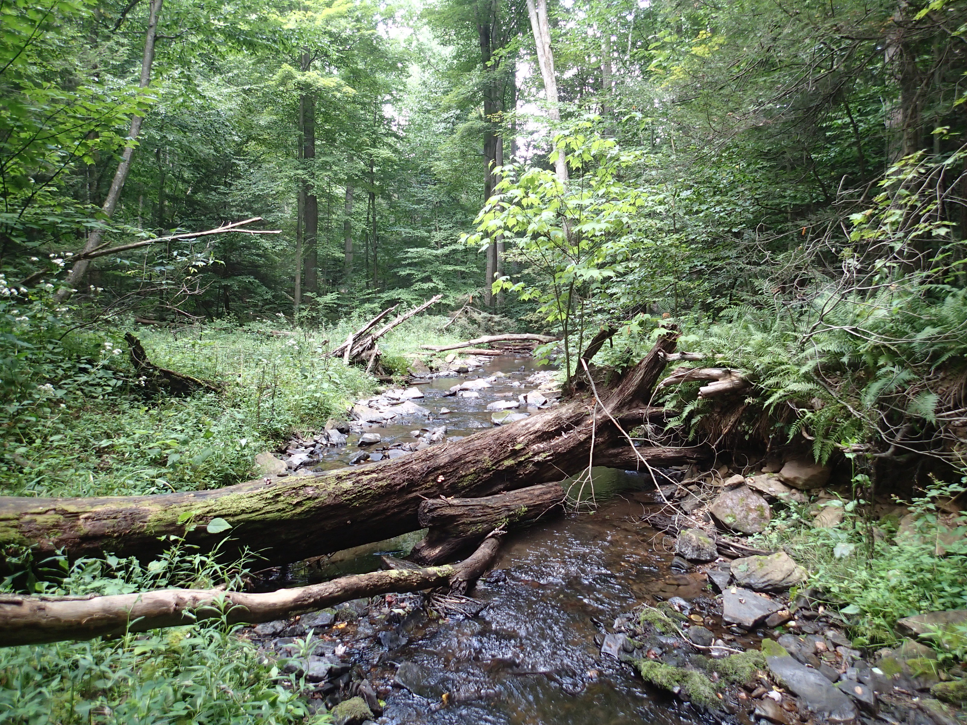 View of stream in a wooded area