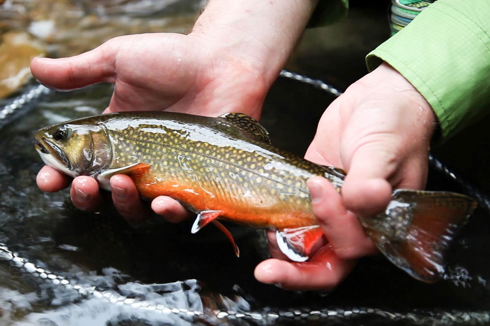 Picture of a person holding a brightly colored brook trout. 