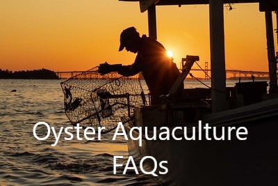 Oyster FAQs.jpg
