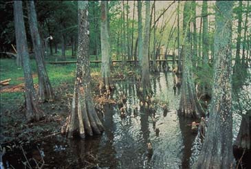 cypress in wetland
