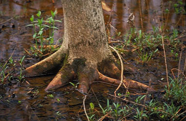tree in wet soil