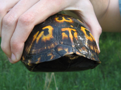 Picture of box turtle