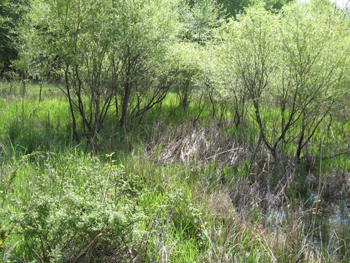 Picture of wetland