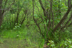 N Pt State Park wetland mitigation willows